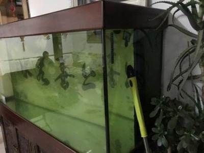 龍魚專用缸排名前十名有哪些品種（龍魚專用缸十大品牌排行榜） 龍魚百科 第4張