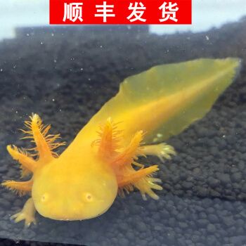 六角恐龍魚多少錢一條12厘米（六角恐龍魚12厘米價格在幾十元到幾百元不等）