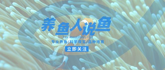 龍魚跟龍魚打架誰厲害（關(guān)于龍魚之間的打斗的一些詳細信息）