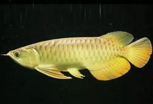 龍魚的飼養(yǎng)管理論文3000字怎么寫（龍魚的飼養(yǎng)管理技術(shù)）