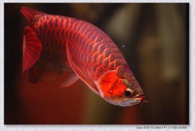 日本紅龍魚玩家叫什么（日本紅龍魚養(yǎng)殖技巧） 龍魚百科 第5張