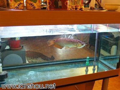 賣龍魚的店叫什么店（如何識(shí)別和選擇一個(gè)合適的龍魚店） 龍魚百科 第4張