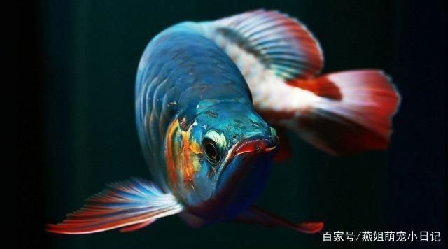 龍魚值多少錢一條啊（龍魚市場(chǎng)價(jià)格波動(dòng)原因） 龍魚百科 第4張