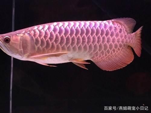 龍魚值多少錢一條?。堲~市場(chǎng)價(jià)格波動(dòng)原因） 龍魚百科 第5張