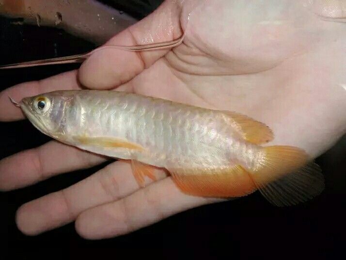 迷你小龍魚是什么魚（如何辨別迷你小龍魚的品種） 龍魚百科 第1張