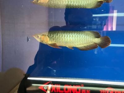 迷你小龍魚是什么魚（如何辨別迷你小龍魚的品種） 龍魚百科 第3張