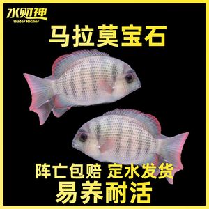 馬拉莫寶石混養(yǎng)龍魚（如何預(yù)防龍魚混養(yǎng)打斗） 龍魚百科 第3張