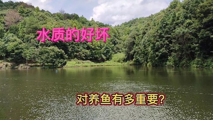 錦鯉能和龍魚混養(yǎng)嗎怎么養(yǎng)（錦鯉和龍魚可以在同一水族箱中混養(yǎng)嗎？） 水族問答