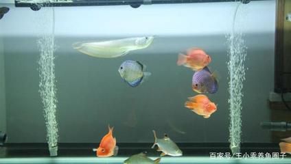 如何養(yǎng)好銀龍魚（養(yǎng)好銀龍魚需要注意以下幾個(gè)方面） 龍魚百科 第4張