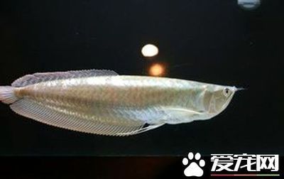 如何養(yǎng)好銀龍魚（養(yǎng)好銀龍魚需要注意以下幾個(gè)方面） 龍魚百科 第3張