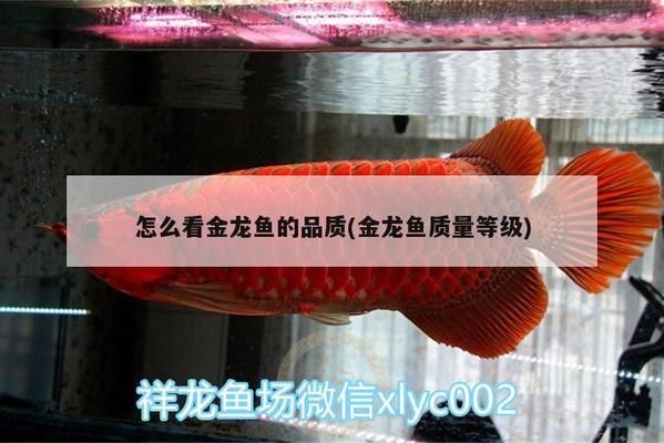 如何判斷金龍魚級(jí)別（如何判斷金龍魚的級(jí)別） 龍魚百科 第4張