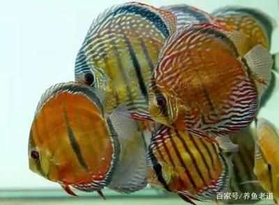 龍魚吃七彩嗎（龍魚和七彩魚可以混養(yǎng)嗎） 龍魚百科 第5張