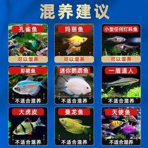 曼龍魚能和一眉道人魚混養(yǎng)（曼龍魚與一眉道人魚可以混養(yǎng)在一起嗎） 龍魚百科 第2張