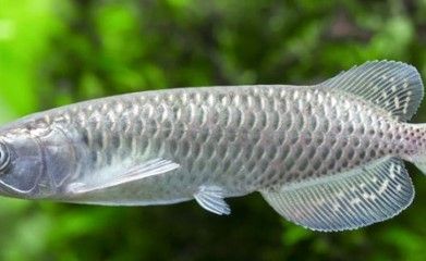 龍魚(yú)趴缸不吃食是什么原因引起的（如何判斷龍魚(yú)趴缸不吃食） 龍魚(yú)百科 第2張