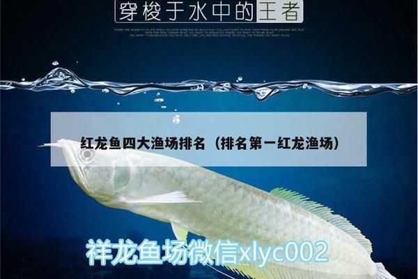 龍魚(yú)漁場(chǎng)排名第一是什么魚(yú)?。ㄌ剿鼾堲~(yú)漁場(chǎng)的養(yǎng)殖冠軍） 龍魚(yú)百科 第5張