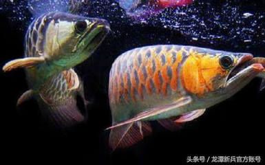 龍魚配什么魚風水好呢（龍魚與哪種魚混養(yǎng)最旺財） 龍魚百科 第5張