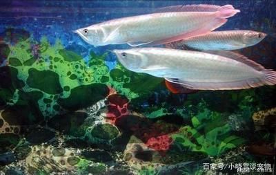 哪種龍魚最好看又好養(yǎng)活（既好看又好養(yǎng)活的龍魚品種有哪些？） 龍魚百科 第5張