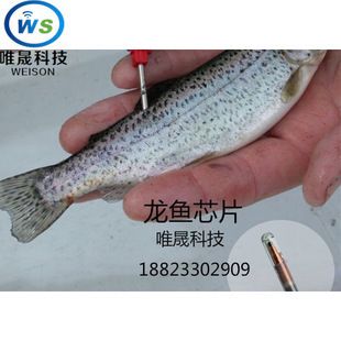 龍魚掃碼器怎么用（龍魚掃碼器品牌對比龍魚芯片安裝教程龍魚掃碼器品牌對比） 龍魚百科 第1張