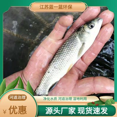 青龍魚苗價(jià)格行情（青龍魚苗價(jià)格行情受到多種因素影響青龍魚苗價(jià)格波動(dòng)較大） 龍魚百科 第1張