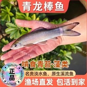 青龍魚苗價(jià)格行情（青龍魚苗價(jià)格行情受到多種因素影響青龍魚苗價(jià)格波動(dòng)較大） 龍魚百科 第3張