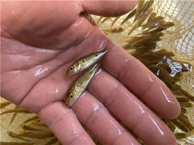 金龍魚肚子有個(gè)鼓包（金龍魚肚子鼓包怎么辦） 水族問答