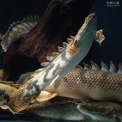 恐龍魚價(jià)錢（恐龍魚價(jià)格因品種、大小、年齡和健康狀況等因素差異） 龍魚百科 第3張