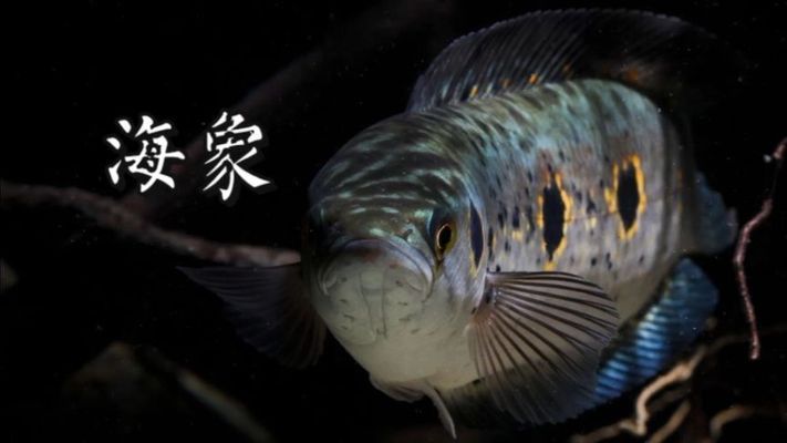 七彩海象和雷龍魚哪個(gè)好（七彩海象和雷龍魚哪個(gè)更好） 龍魚百科 第1張