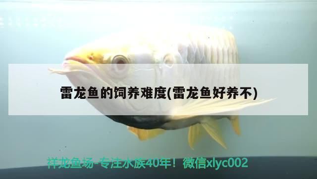 七彩海象和雷龍魚哪個(gè)好（七彩海象和雷龍魚哪個(gè)更好） 龍魚百科 第5張