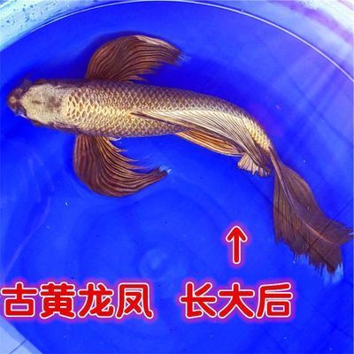 金龍魚印尼和馬來西亞哪個好養(yǎng)（金龍魚印尼和馬來西亞的養(yǎng)護方式相似，兩者都適合在溫暖、濕潤的環(huán)境中生活） 水族問答