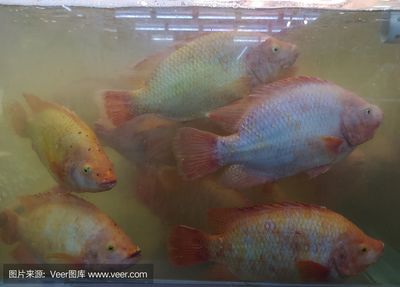 金龍魚一比一價(jià)格（金龍魚一比一價(jià)格是什么意思） 龍魚百科 第2張