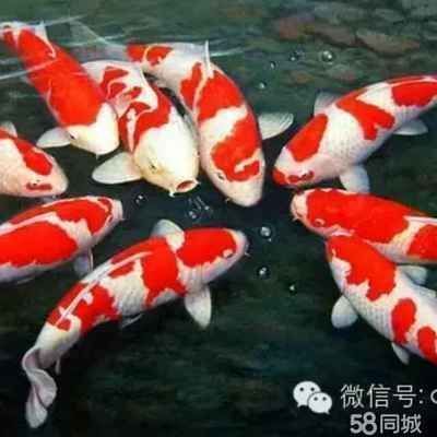 龍魚吃錦鯉飼料沒事吧（龍魚可以偶爾吃一些錦鯉飼料嗎） 龍魚百科 第2張