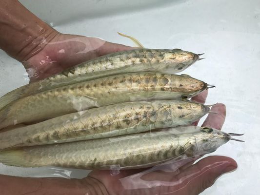 龍魚怎么調(diào)理胃腸道（如何調(diào)理龍魚的胃腸道） 龍魚百科 第2張