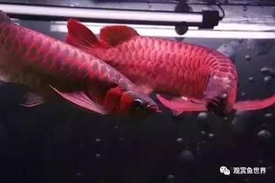 金龍魚和紅龍魚的壽命（金龍魚和紅龍魚的壽命可以達到數(shù)十年之久） 龍魚百科 第3張