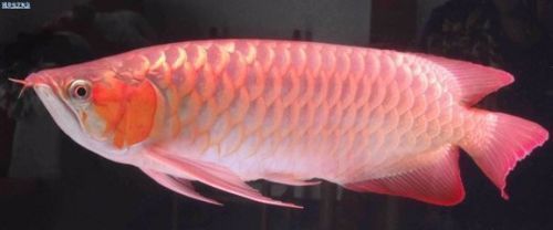 龍魚(yú)過(guò)濾器材怎么搭配好用（龍魚(yú)缸過(guò)濾器材的搭配） 龍魚(yú)百科 第5張