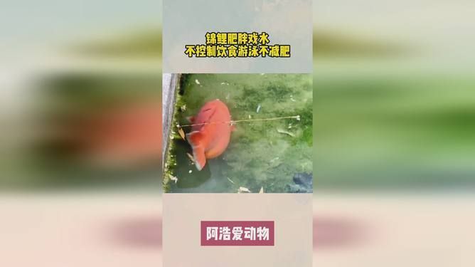 龍魚如何分公母圖片（如何判斷龍魚的性別？） 水族問答