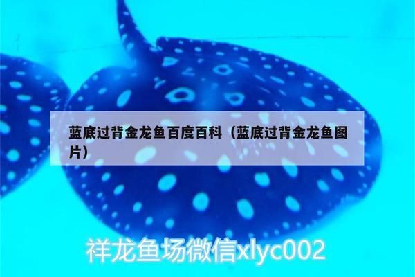 藍底過背金龍魚百度百科（藍底過背金龍魚市場價格趨勢） 龍魚百科 第2張