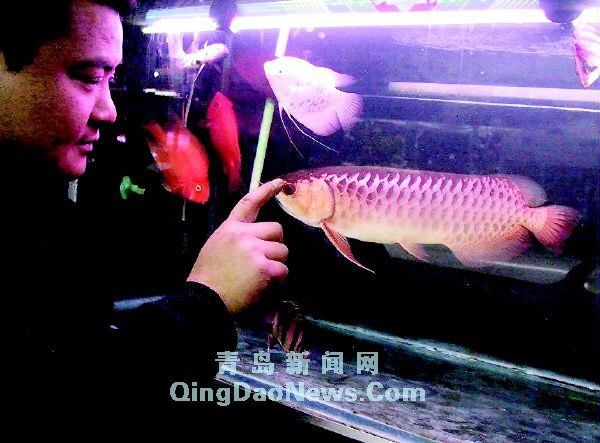 藍底過背金龍魚百度百科（藍底過背金龍魚市場價格趨勢） 龍魚百科 第1張