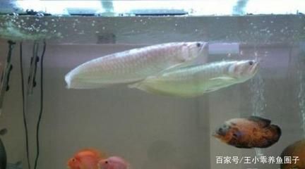 七彩銀龍魚和銀龍魚的區(qū)別（七彩銀龍魚和銀龍魚在外觀、飼養(yǎng)難度、市場價格趨勢分析） 龍魚百科 第4張