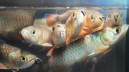 龍魚配魚群游（群游魚與龍魚一起養(yǎng)的配魚應(yīng)該是適合與龍魚一起養(yǎng)的） 龍魚百科 第2張