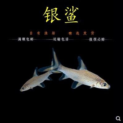 龍魚配魚群游（群游魚與龍魚一起養(yǎng)的配魚應(yīng)該是適合與龍魚一起養(yǎng)的） 龍魚百科 第4張