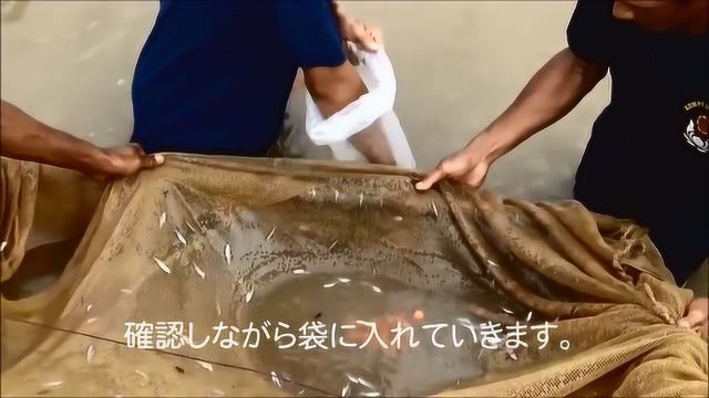 龍魚魚卵怎么孵化（如何判斷龍魚魚卵是否受精）