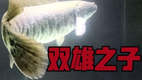 雷龍魚(yú)新品種排名（雷龍魚(yú)新品種排名：巴卡雷龍之王，巴卡雷龍之王） 龍魚(yú)百科 第4張