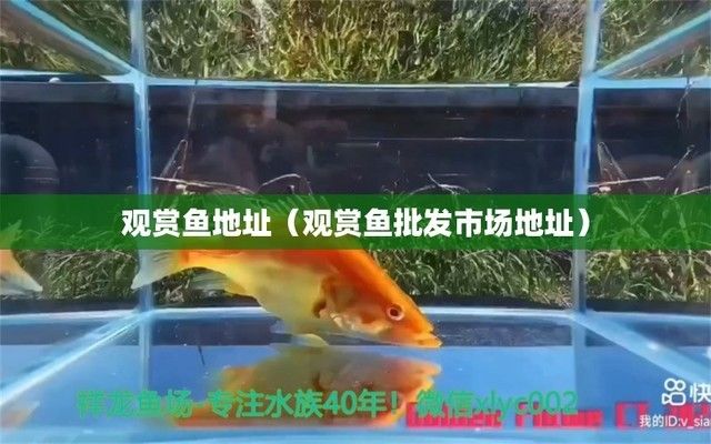 夢幻易購龍魚商城在哪找（夢幻易購龍魚商城） 龍魚百科 第1張