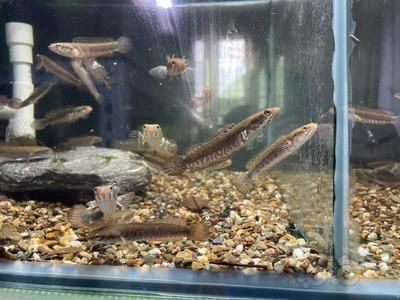 雷龍魚養(yǎng)殖場（雷龍魚價格一般多少錢一條） 龍魚百科 第4張