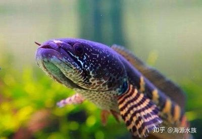 什么雷龍魚好養(yǎng)又好看（幾種好養(yǎng)又好看的雷龍魚品種） 龍魚百科 第4張