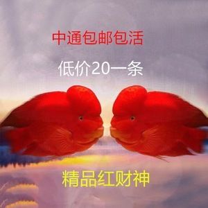 龍魚財神混養(yǎng)好嗎（龍魚和財神魚可以混養(yǎng)） 龍魚百科 第4張