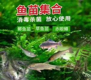 麥穗魚喂龍魚好不好呢（麥穗魚可以作為龍魚的食物，但不適合直接喂給龍魚） 龍魚百科 第3張