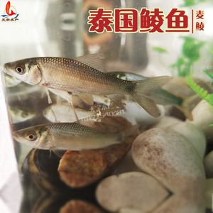 麥穗魚喂龍魚好不好呢（麥穗魚可以作為龍魚的食物，但不適合直接喂給龍魚） 龍魚百科 第2張