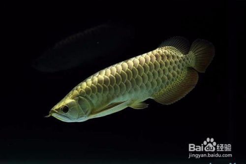 金龍魚中的極品魚（過背金龍魚b級過背金龍魚b級過背金龍魚高背金龍魚） 龍魚百科 第1張