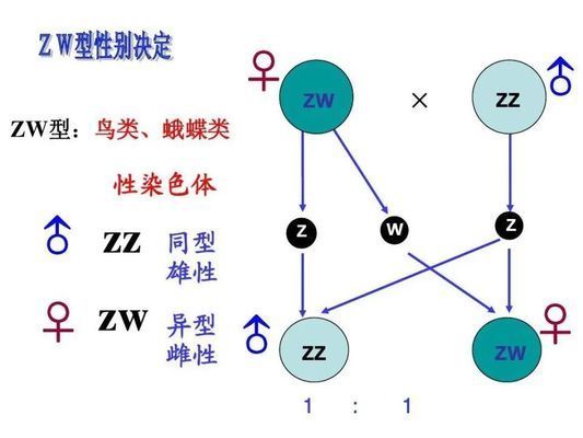 雷龍魚圖鑒海報高清（雷龍魚圖鑒海報高清，-雷龍魚的繁殖方法） 水族問答